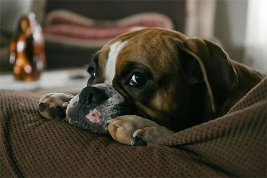 犬用Zenreliaの効果と副作用｜アレルギー性皮膚炎の痒みを抑える方法