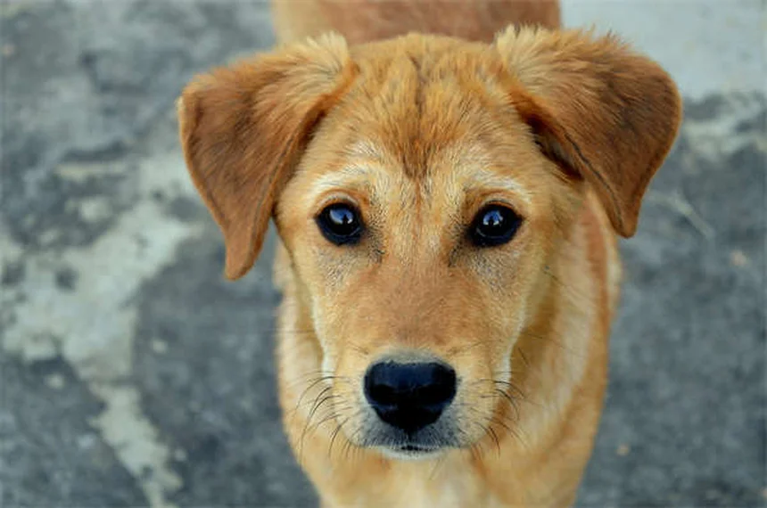 犬の僧帽弁疾患とは？症状から治療法まで獣医師が徹底解説