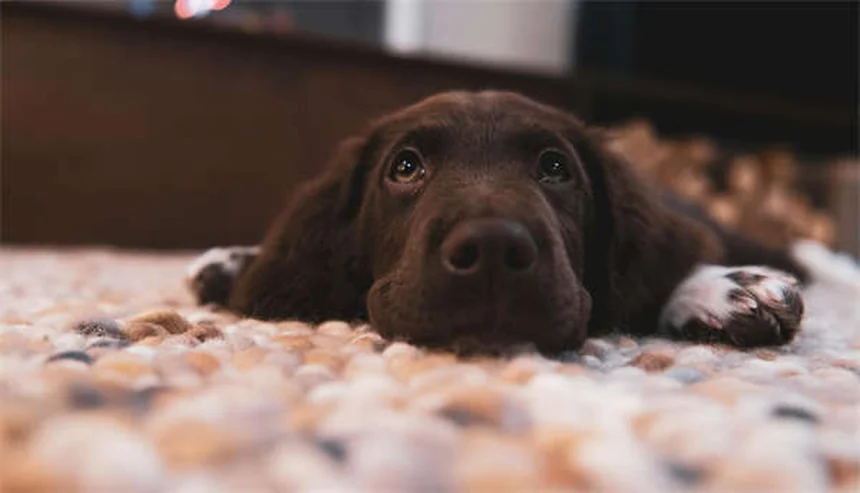 犬の僧帽弁疾患とは？症状から治療法まで獣医師が徹底解説