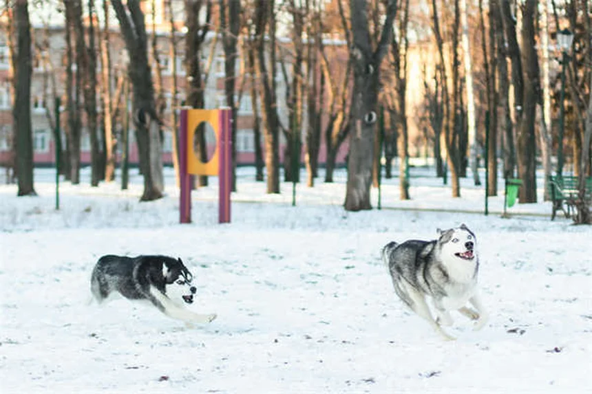 犬の僧帽弁疾患とは？症状から治療法まで獣医師が徹底解説