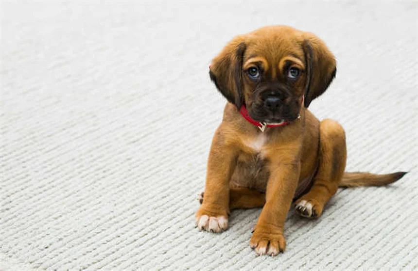 犬のフィラリア治療費用｜予防と比較した完全ガイド【2024年最新】