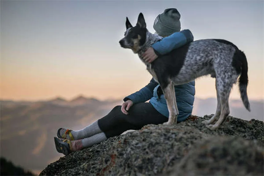 犬のフィラリア治療費用｜予防と比較した完全ガイド【2024年最新】