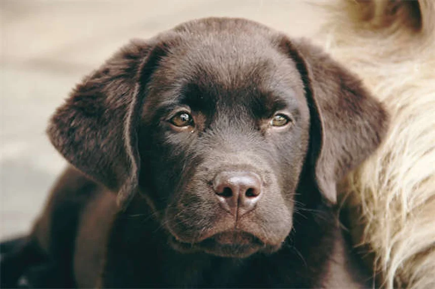犬の強迫性障害(OCD)とは？症状・原因から治療法まで徹底解説