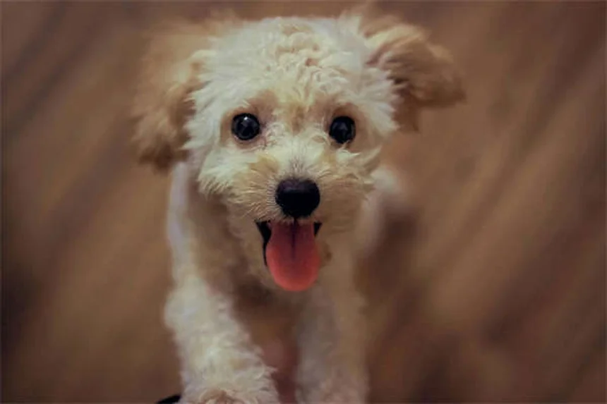 犬の強迫性障害(OCD)とは？症状・原因から治療法まで徹底解説