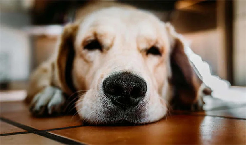 犬のノミ取りディップ完全ガイド｜安全な使い方と注意点