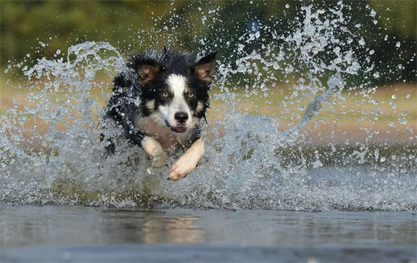 犬のノミ取りディップ完全ガイド｜安全な使い方と注意点