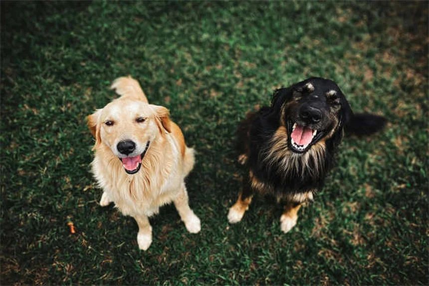 犬の汗の仕組みと暑さ対策5選【獣医師監修】