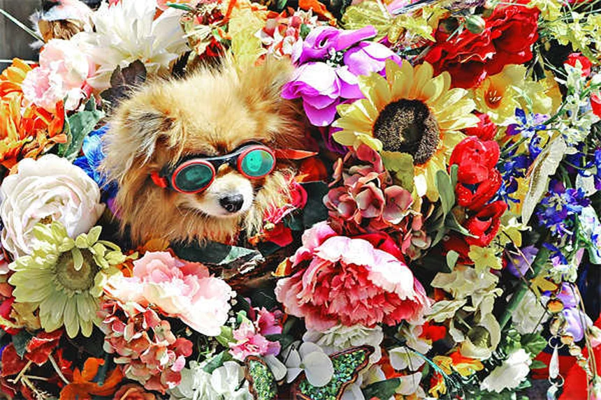 犬の汗の仕組みと暑さ対策5選【獣医師監修】