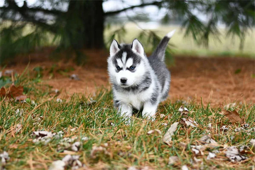 犬の汗の仕組みと暑さ対策5選【獣医師監修】