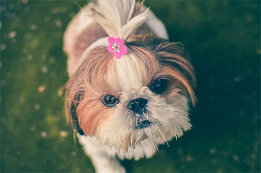 犬がうんちに転がる理由と対処法｜専門家が解説