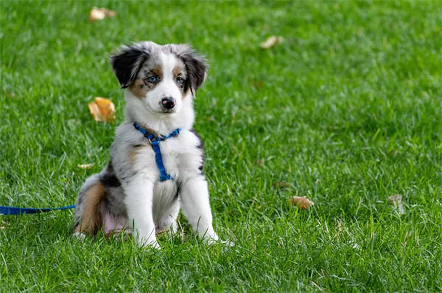 犬がうんちに転がる理由と対処法｜専門家が解説