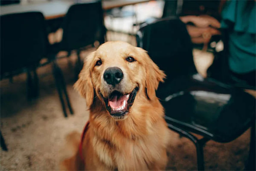 犬がうんちに転がる理由と対処法｜専門家が解説