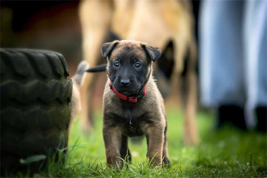 犬猫の関節ケアに効く！CosequinとDasuquinの違いを徹底比較