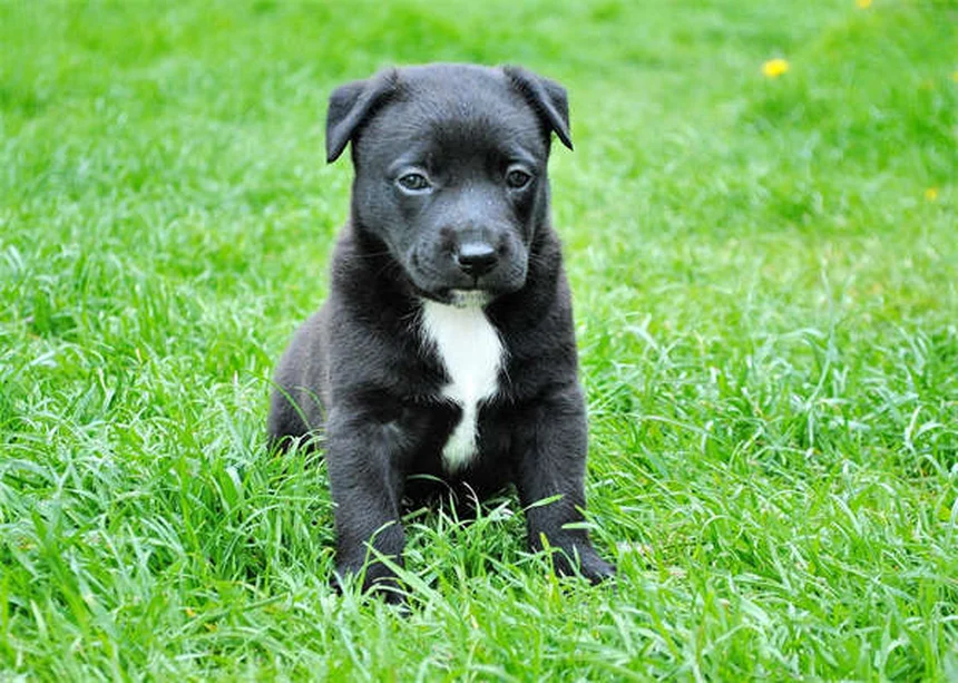 犬がいつもお腹を空かせている原因と対処法【獣医師監修】