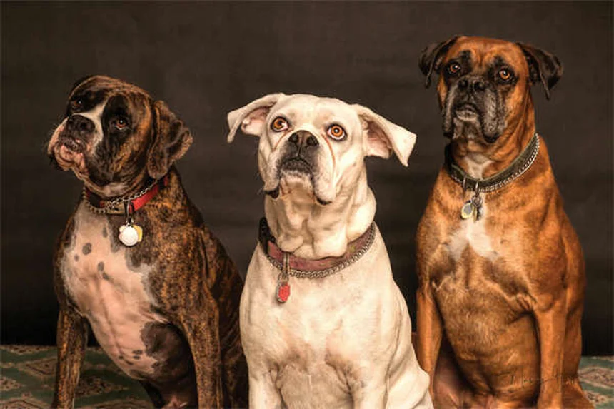 犬の肛門周囲瘻とは？症状・原因から治療法まで徹底解説