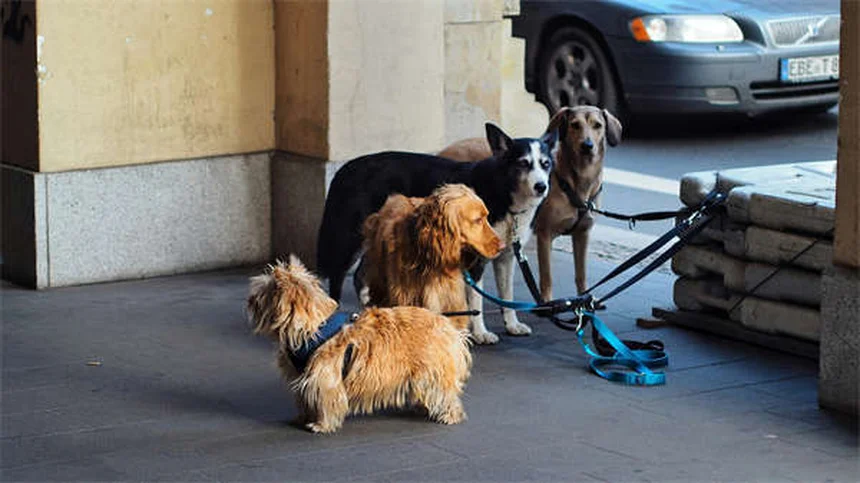 タツノオトシゴの飼育方法｜初心者でもできる7つのコツ