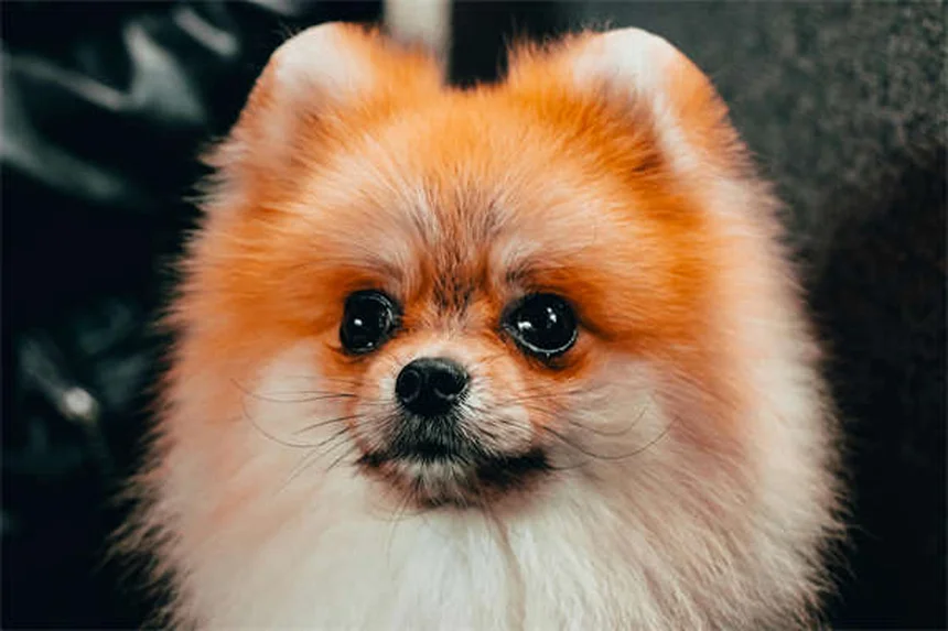 子犬の育て方で最初に知るべき7つのポイント【獣医師監修】