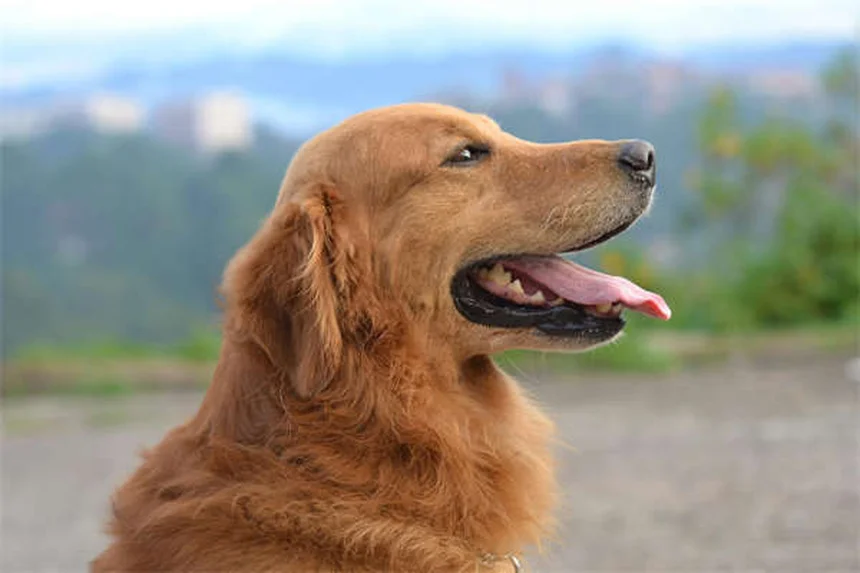 犬がいつもお腹を空かせている原因と対処法【獣医師監修】