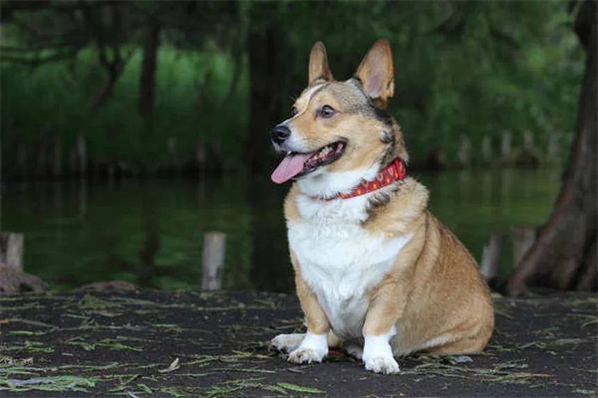 犬にCBDオイルは安全？獣医師が教える効果とリスク