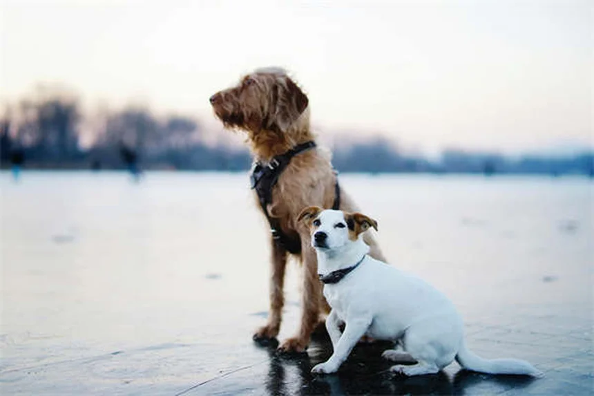 犬にCBDオイルは安全？獣医師が教える効果とリスク