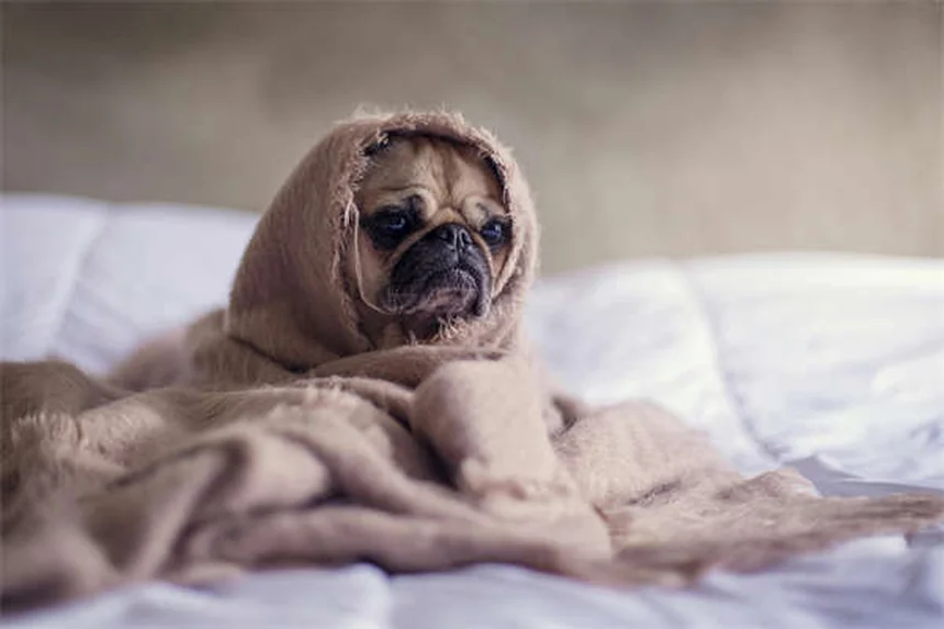 犬にCBDオイルは安全？獣医師が教える効果とリスク