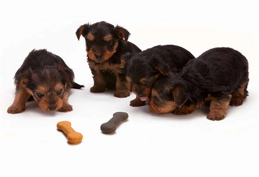 犬の分離不安症に効くClomicalmの効果と正しい使い方【獣医師監修】