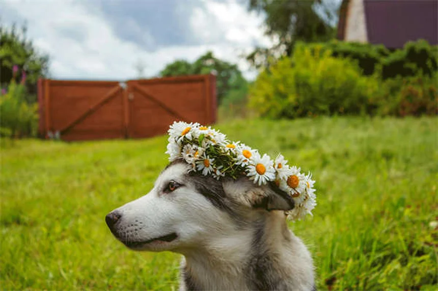 犬の分離不安症に効くClomicalmの効果と正しい使い方【獣医師監修】