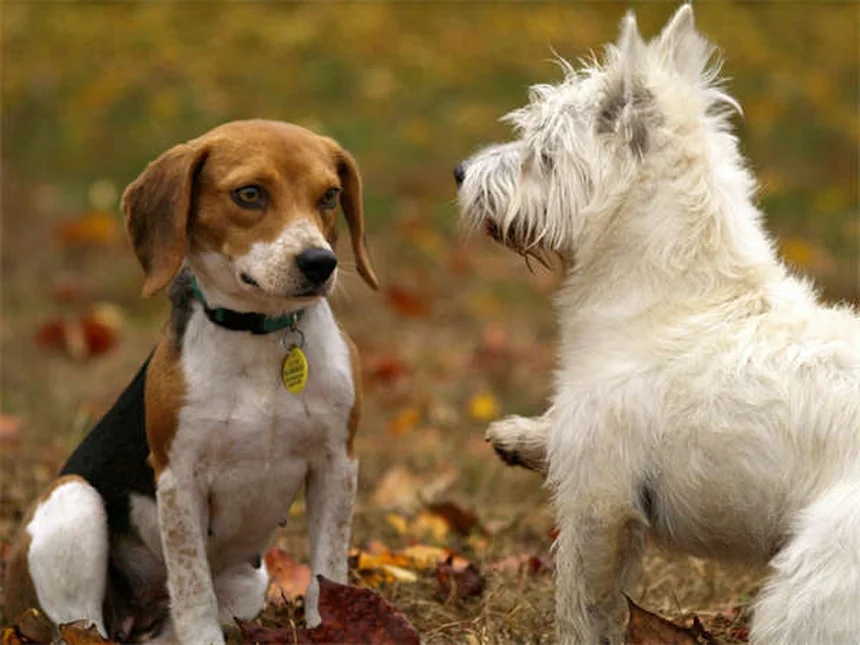 犬の分離不安症に効くClomicalmの効果と正しい使い方【獣医師監修】