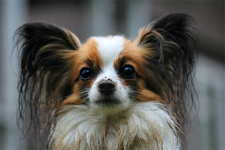 犬の食物アレルギーと不耐症の違いとは？症状と対処法を徹底解説