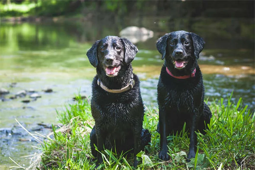 犬のロッキー山紅斑熱とは？症状・治療法を獣医師が解説