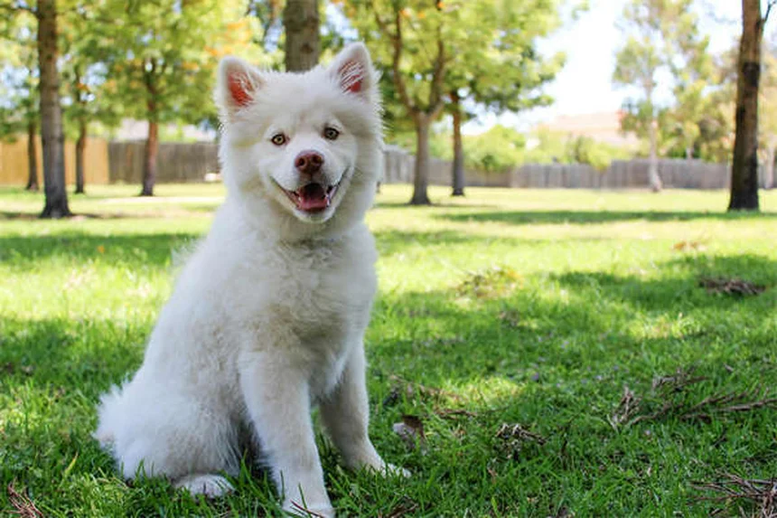 犬のロッキー山紅斑熱とは？症状・治療法を獣医師が解説