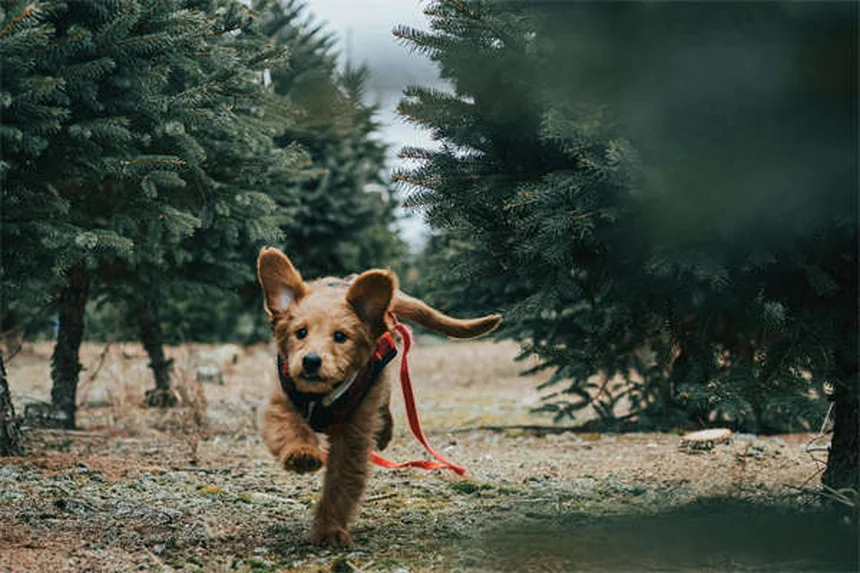 犬のロッキー山紅斑熱とは？症状・治療法を獣医師が解説